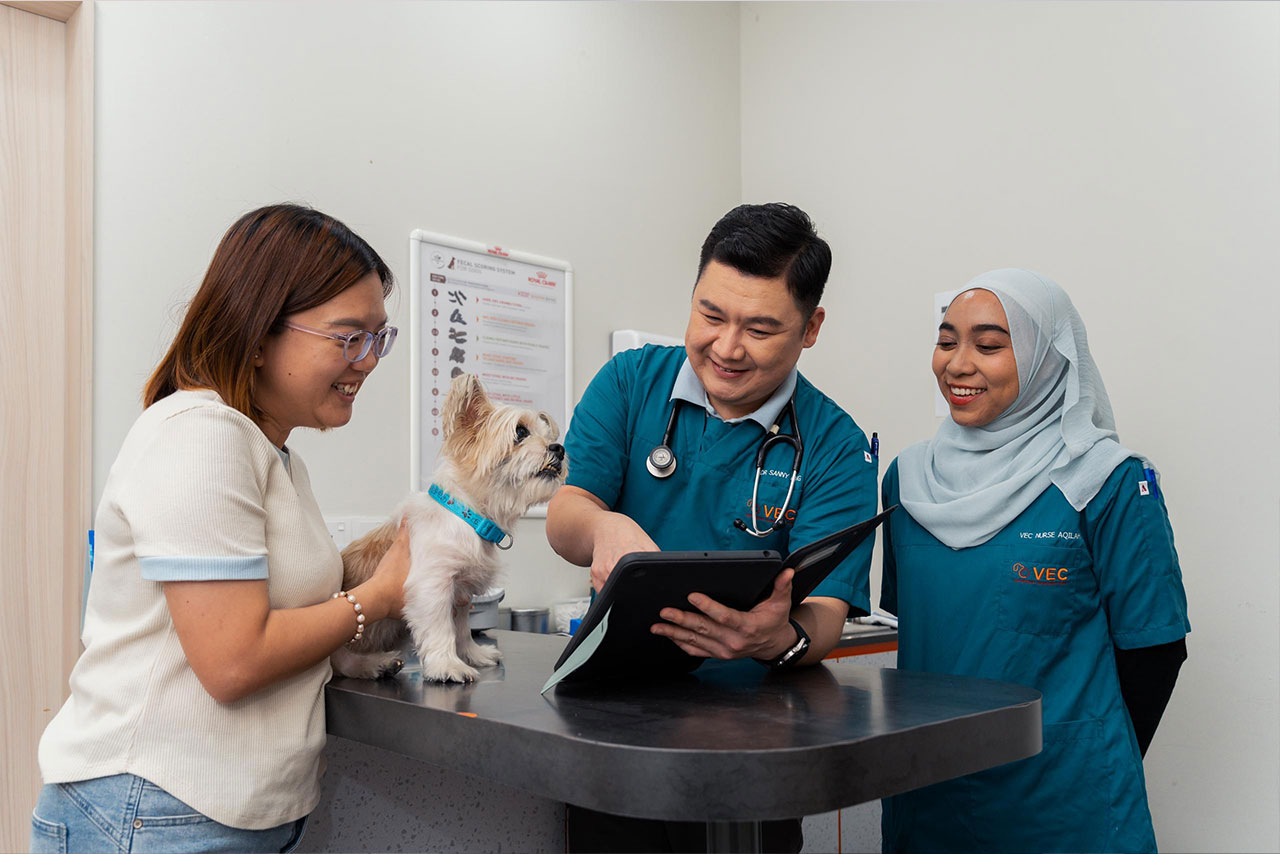 asian-woman-with-welsh-corgi-pembroke-dog-with-parent